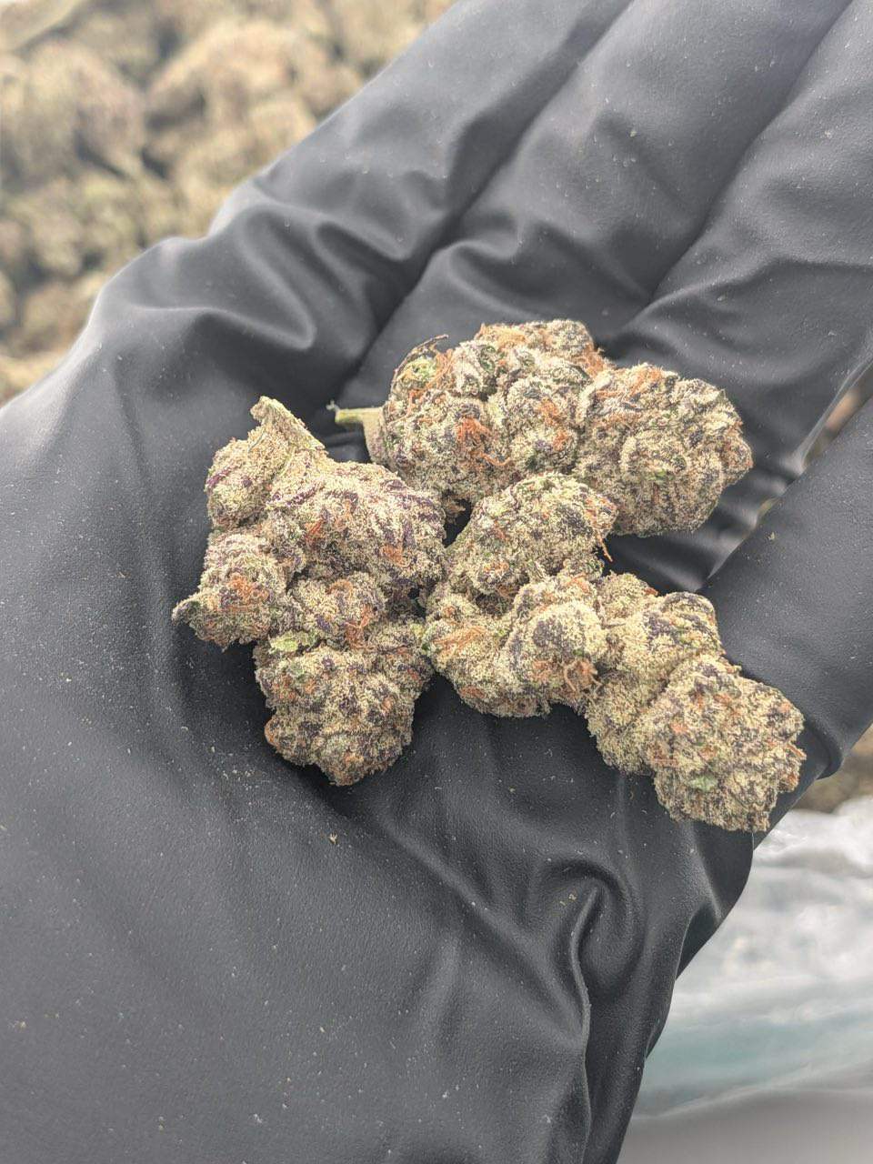 Purple Pop Rocks strain